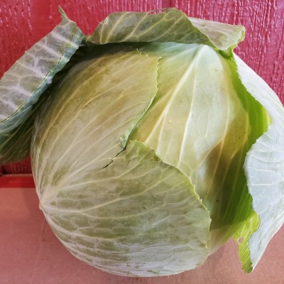Green Cabbage