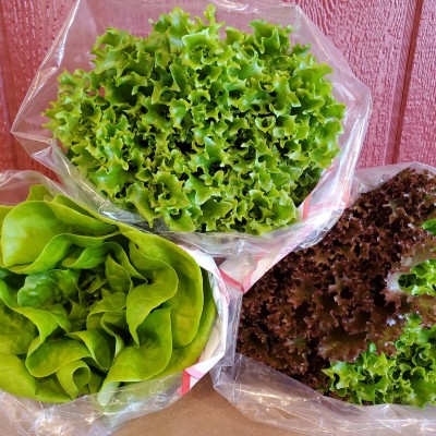Lettuce