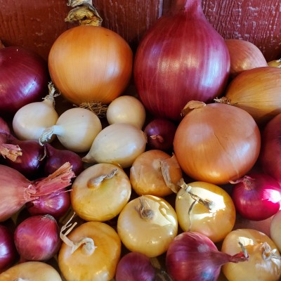 Onions