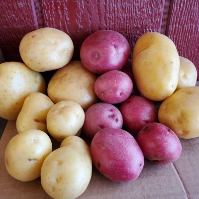 NEW Potatoes 2021