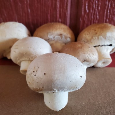 Local Mushrooms