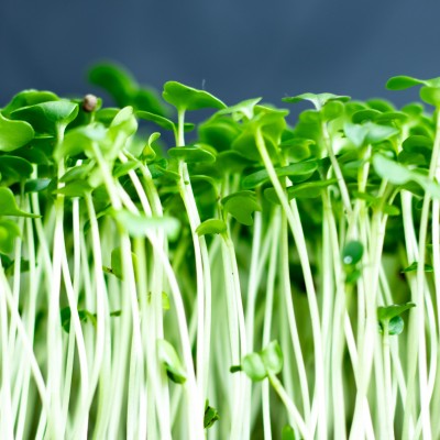 Port Dover Pick Up- Mustard Microgreens