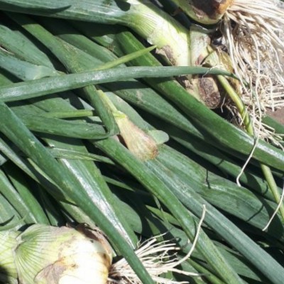Spanish Onion