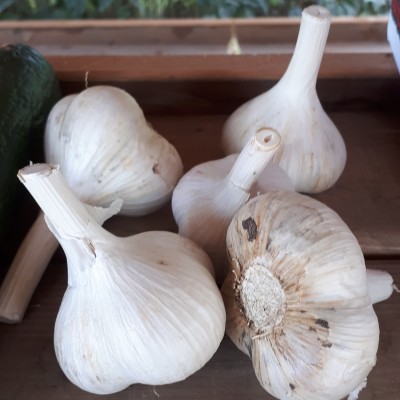 Local Garlic